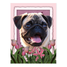 Mothers Day - Pink Tulips - Pug Post Cards