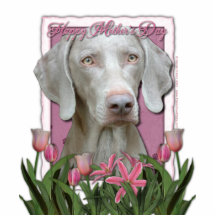 Mothers Day - Pink Tulips - Weimaraner - Gold Eyes Photo Cutout