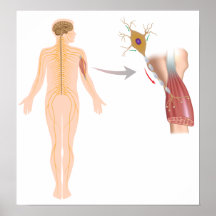 Motor neuron controls muscle Poster