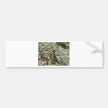 Mounain Goats In Castille Bumper Stickers