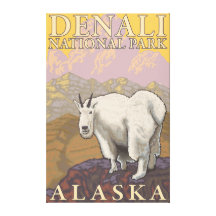 Mountain Goat - Denali National Park, Alaska Gallery Wrapped Canvas