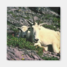 Mountain Goat Fridge Magnets