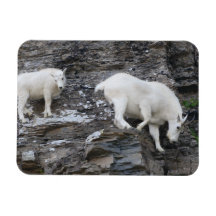mountain goat rectangular magnet
