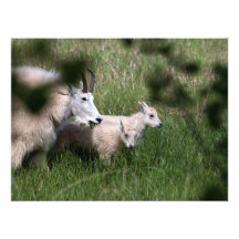 Mountain Goat Twins Photographic Print