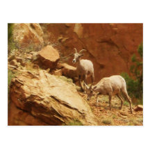 Mountain Goats Post Card