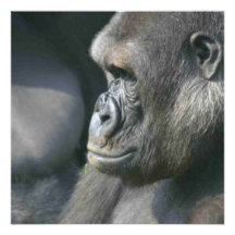 Mountain Gorilla Invitation