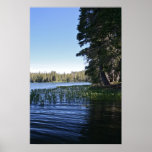 Mountain Lake, Lilly Pads Poster