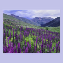 Mountains and wildflowers in alpine meadow, 2 postcards