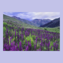 Mountains and wildflowers in alpine meadow, 2 posters
