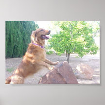 Mountian Dog Print