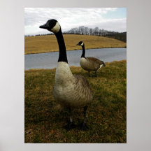 Mr and Mrs C Goose Poster