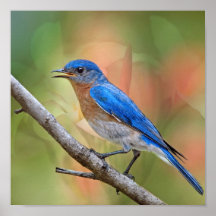 Mr. Beautiful Bluebird Posters