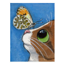 Mr Biggles and the Orange Tip - Cat Postcard