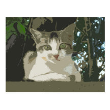 Mr. Cat Postcard 006