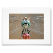 Mr Dragonfly Photo