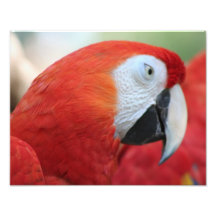 Mr Hambird Photo Art