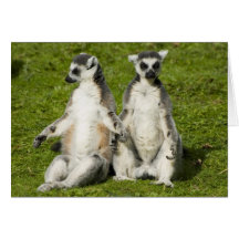 Mr & Mrs Lemur Cards
