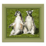 Mr & Mrs Lemur Photo Print