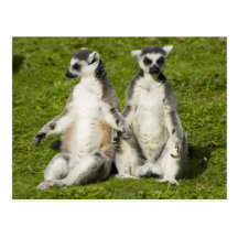 Mr & Mrs Lemur Postcards