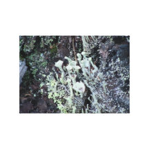 Mt Jefferson Oregon Flora Fungi Moss Botany Lichen Stretched Canvas Prints