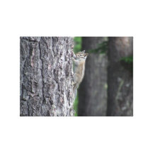 Mt Jefferson Oregon Mammals Deer Animals Chipmunk Gallery Wrapped Canvas