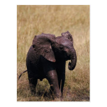 Muddy Baby Elephant Post Card