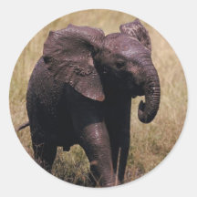 Muddy Baby Elephant Round Stickers