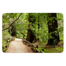 Muir Woods Path Premium Magnet