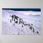 Mule Deer Herd Posters