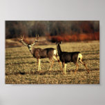 Mule Deer Posters