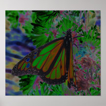 Multicolored Butterfly Poster