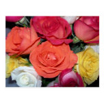 Multiple Roses Postcard