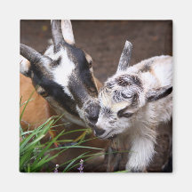 Mum and Baby Goat Fridge Magnet