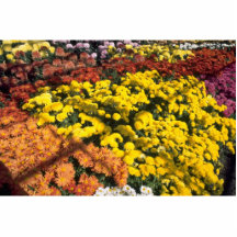 Mum show, Experimental Farm, Ottawa, Ontario, Cana Photo Cut Outs
