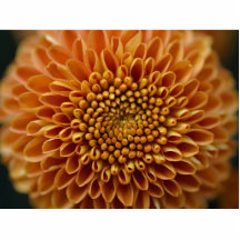 Mums Flower Big Yellow Photo Cutout