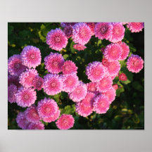 Mums in Grand Rapids Print