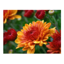 Mums on Fire Postcards