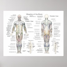 Muscle Anatomy Poster Anterior and Posterior