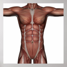 Muscle of man poster