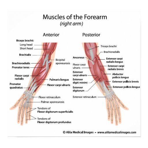 Muscles of forearm anterior and posterior view | Zazzle
