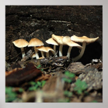 Mushroom 003 print