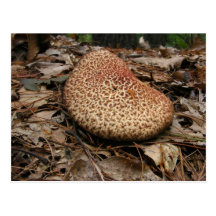 Mushroom 149 ~ postcard