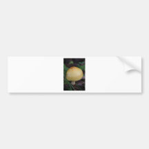Mushroom Bumper Stickers