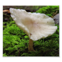 Mushroom Coolness Art Photo