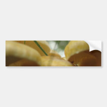 Mushroom Forest Bumper Stickers