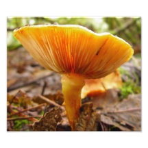 Mushroom Giant Photo Art