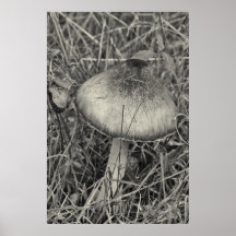 Mushroom Morning Poster