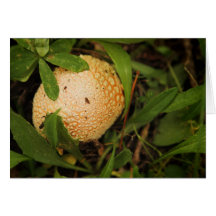 Mushroom on a forest floor greeting card