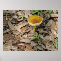 Mushroom on Forest Floor Print