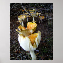 Mushroom Path Poster